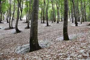 鍋倉山　新緑のブナ林
