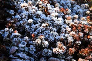 硫黄岳下部にて霜の付いた高山植物（ガンコウラン？）